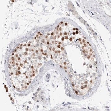 Anti-KNL1 antibody produced in rabbit Prestige Antibodies&#174; Powered by Atlas Antibodies, affinity isolated antibody, buffered aqueous glycerol solution