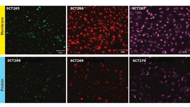 BioTracker&#8482; Red Exosome Membrane Labeling Kit