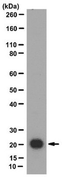 Anti-Claudin-7 Antibody from rabbit, purified by affinity chromatography