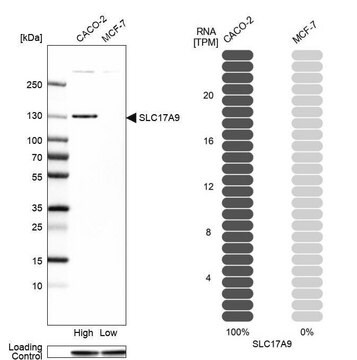 Anti-SLC17A9 antibody produced in rabbit Prestige Antibodies&#174; Powered by Atlas Antibodies, affinity isolated antibody, buffered aqueous glycerol solution