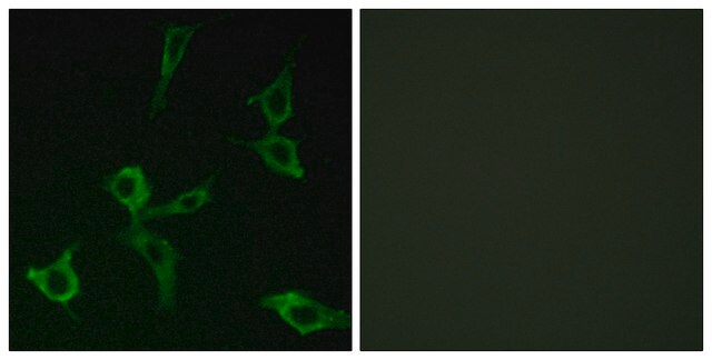 Anti-OR2AG1 antibody produced in rabbit affinity isolated antibody