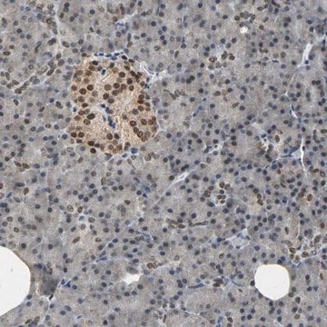 Anti-PHC1 antibody produced in rabbit Prestige Antibodies&#174; Powered by Atlas Antibodies, affinity isolated antibody, buffered aqueous glycerol solution