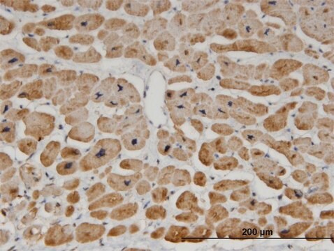 Monoclonal Anti-ZNF239, (N-terminal) antibody produced in mouse clone 2D9, purified immunoglobulin, buffered aqueous solution