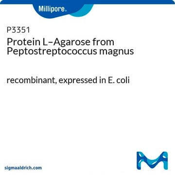 Protein-L-Agarose aus Peptostreptococcus magnus recombinant, expressed in E. coli