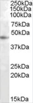 Anti-RASSF6 antibody produced in goat affinity isolated antibody, buffered aqueous solution