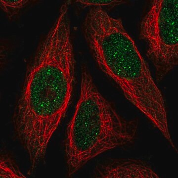 Anti-ICE1 antibody produced in rabbit Prestige Antibodies&#174; Powered by Atlas Antibodies, affinity isolated antibody