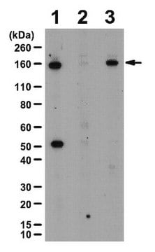 Anti-phospho-Tie2 (Ser1119) Antibody from rabbit, purified by affinity chromatography