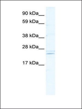 Anti-ASCL2 (AB1) antibody produced in rabbit IgG fraction of antiserum