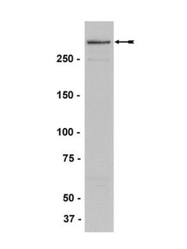 Anti-MLL/HRX Antibody, NT., clone N4.4 clone N4.4, Upstate&#174;, from mouse