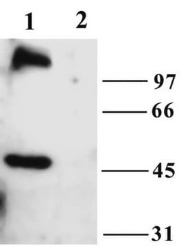 Anti-TrpC6 Antibody Chemicon&#174;, from rabbit