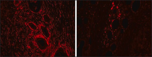 Anti-HMOX2 antibody produced in goat affinity isolated antibody, buffered aqueous solution