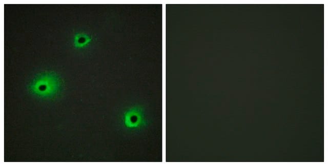 Anti-GRAH antibody produced in rabbit affinity isolated antibody