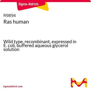 Ras human Wild type, recombinant, expressed in E. coli, buffered aqueous glycerol solution