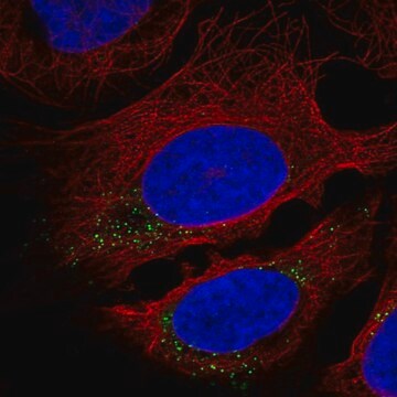 Anti-CNST antibody produced in rabbit Prestige Antibodies&#174; Powered by Atlas Antibodies, affinity isolated antibody