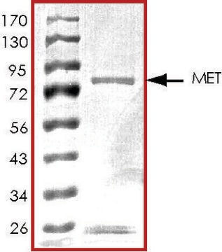 MET (M1250T), active, GST tagged human PRECISIO&#174;, recombinant, expressed in baculovirus infected Sf9 cells, &#8805;70% (SDS-PAGE), buffered aqueous glycerol solution