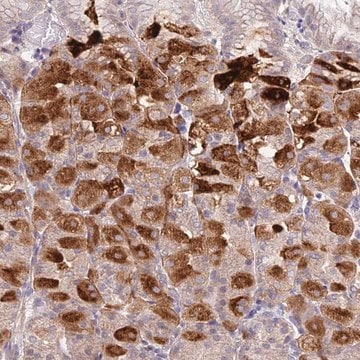 Anti-METTL26 antibody produced in rabbit Prestige Antibodies&#174; Powered by Atlas Antibodies, affinity isolated antibody, buffered aqueous glycerol solution