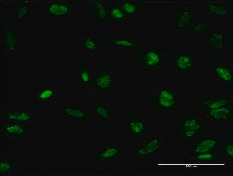 Monoclonal Anti-STK32B, (C-terminal) antibody produced in mouse clone 4A7, purified immunoglobulin, buffered aqueous solution