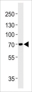 ANTI-TAU (MAPT) (S720) antibody produced in rabbit affinity isolated antibody, buffered aqueous solution