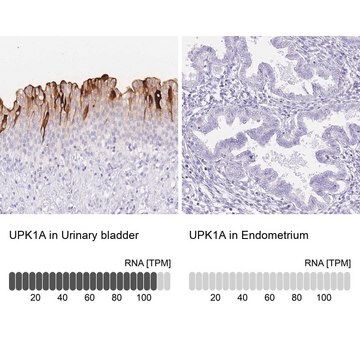 Anti-UPK1A antibody produced in rabbit Prestige Antibodies&#174; Powered by Atlas Antibodies, affinity isolated antibody, buffered aqueous glycerol solution