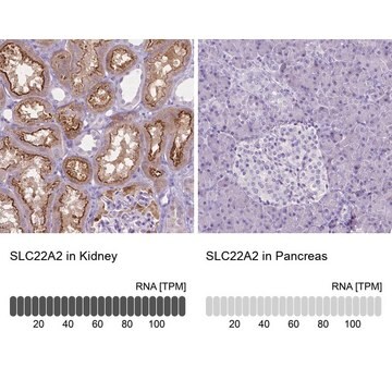 Monoclonal Anti-SLC22A2 antibody produced in mouse Prestige Antibodies&#174; Powered by Atlas Antibodies, clone CL0628, purified immunoglobulin, buffered aqueous glycerol solution