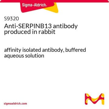 Anti-SERPINB13 antibody produced in rabbit affinity isolated antibody, buffered aqueous solution