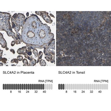 Anti-SLC4A2 antibody produced in rabbit Prestige Antibodies&#174; Powered by Atlas Antibodies, affinity isolated antibody, buffered aqueous glycerol solution