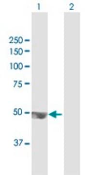 Anti-TRMT12 antibody produced in mouse purified immunoglobulin, buffered aqueous solution