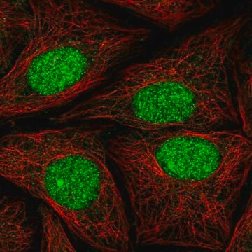 Anti-ATXN1L antibody produced in rabbit Prestige Antibodies&#174; Powered by Atlas Antibodies, affinity isolated antibody