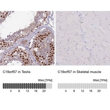 Anti-C19orf57 antibody produced in rabbit Prestige Antibodies&#174; Powered by Atlas Antibodies, affinity isolated antibody, buffered aqueous glycerol solution