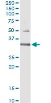 Monoclonal Anti-HUS1 antibody produced in mouse clone 2B12, purified immunoglobulin, buffered aqueous solution