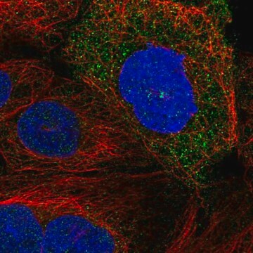 Anti-SDCCAG8 antibody produced in rabbit Prestige Antibodies&#174; Powered by Atlas Antibodies, affinity isolated antibody