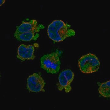 Anti-Slc24A2 Antibody Produced In Rabbit Prestige Antibodies&#174; Powered by Atlas Antibodies, affinity isolated antibody, buffered aqueous glycerol solution