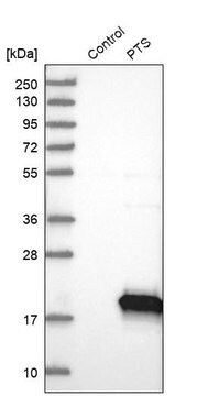 Anti-PTS antibody produced in rabbit Prestige Antibodies&#174; Powered by Atlas Antibodies, affinity isolated antibody, buffered aqueous glycerol solution