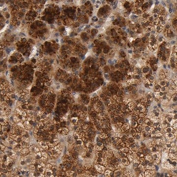 Anti-SCAP antibody produced in rabbit Prestige Antibodies&#174; Powered by Atlas Antibodies, affinity isolated antibody, buffered aqueous glycerol solution