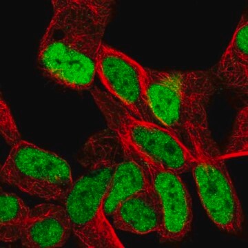 Anti-SMARCA1 antibody produced in rabbit Prestige Antibodies&#174; Powered by Atlas Antibodies, affinity isolated antibody