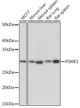 Anti-PSME1 Antibody, clone 6H7X3, Rabbit Monoclonal