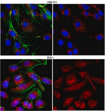 Anti-HAX-1 Antibody from rabbit, purified by affinity chromatography