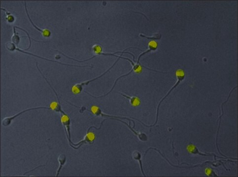 Anti-VCP antibody, Mouse monoclonal clone Hs-14, purified immunoglobulin, buffered aqueous solution