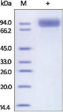 Neprilysin/CD10 human recombinant, expressed in HEK 293 cells, &#8805;95% (SDS-PAGE)