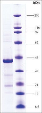 PPAR&#945;, ligand binding domain (170-468) human recombinant, expressed in E. coli, &#8805;80% (SDS-PAGE)