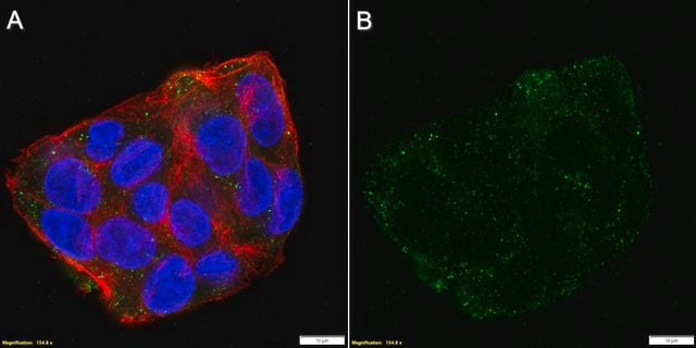 Anti-FAT10 Antibody, clone 4F1