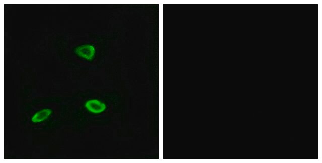 Anti-OR52N1, C-Terminal antibody produced in rabbit affinity isolated antibody