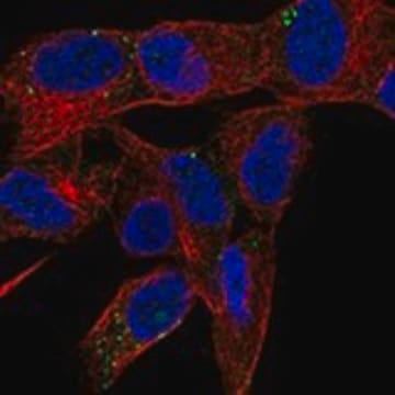 Anti-PRSS27 antibody produced in rabbit Prestige Antibodies&#174; Powered by Atlas Antibodies, affinity isolated antibody, buffered aqueous glycerol solution