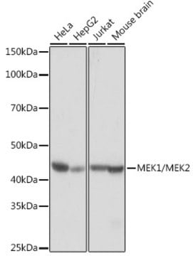 Anti-MEK1/MEK2 Antibody, clone 2I4U3, Rabbit Monoclonal