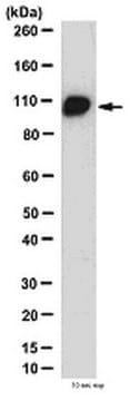 Anti-Dynamin-1/2 Antibody, clone Hudy-1 clone Hudy-1, from mouse