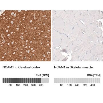 Anti-NCAM1 antibody produced in mouse Prestige Antibodies&#174; Powered by Atlas Antibodies, clone CL12732, purified by using Protein A, buffered aqueous glycerol solution