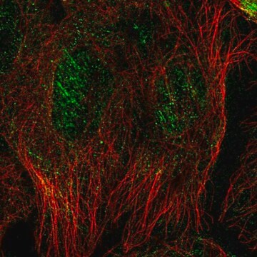 Anti-SEPT10 antibody produced in rabbit Prestige Antibodies&#174; Powered by Atlas Antibodies, affinity isolated antibody