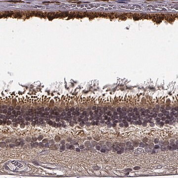 Anti-CRB1 antibody produced in rabbit Prestige Antibodies&#174; Powered by Atlas Antibodies, affinity isolated antibody