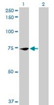 Anti-PCK2 antibody produced in mouse purified immunoglobulin, buffered aqueous solution