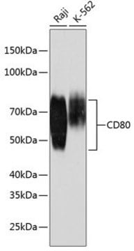 Anti-CD80 antibody produced in rabbit